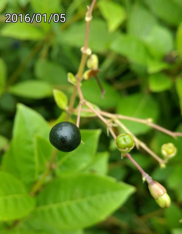 藍蝶花的果實 fruit of Clerodendrum ugandense, butterfly bush
